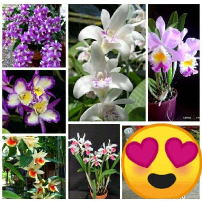 Terlaris Paket 6 Anggrek Tanah Murah - Jenis Bunga Anggrek Tanah - Bunga Hidup