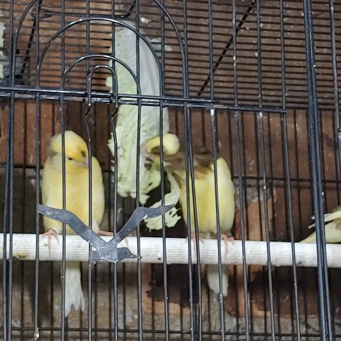 KENARI F1 BAHAN PILIHAN BAGUS