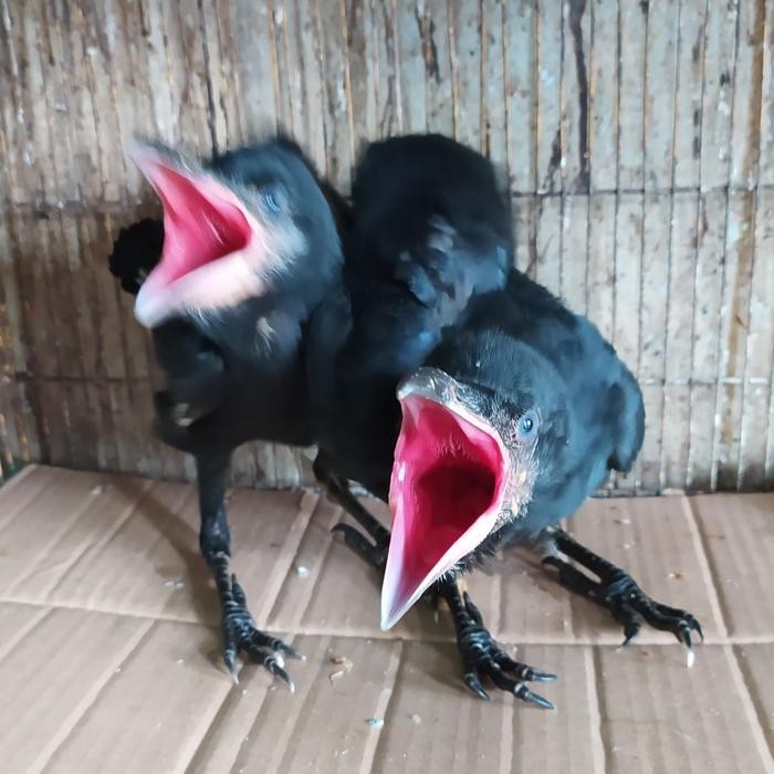 Lolohan Burung Gagak Gaok/Gagak besar