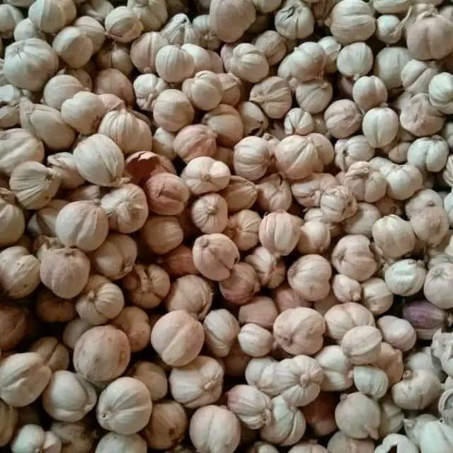 

terbaru !!! kapulaga jawa putih premium 1kg alami ready