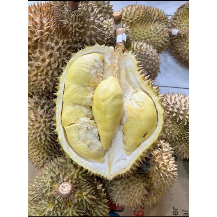 

Buah Durian Montong / Monthong Palu Fresh Utuh 1 KG - 6 KG