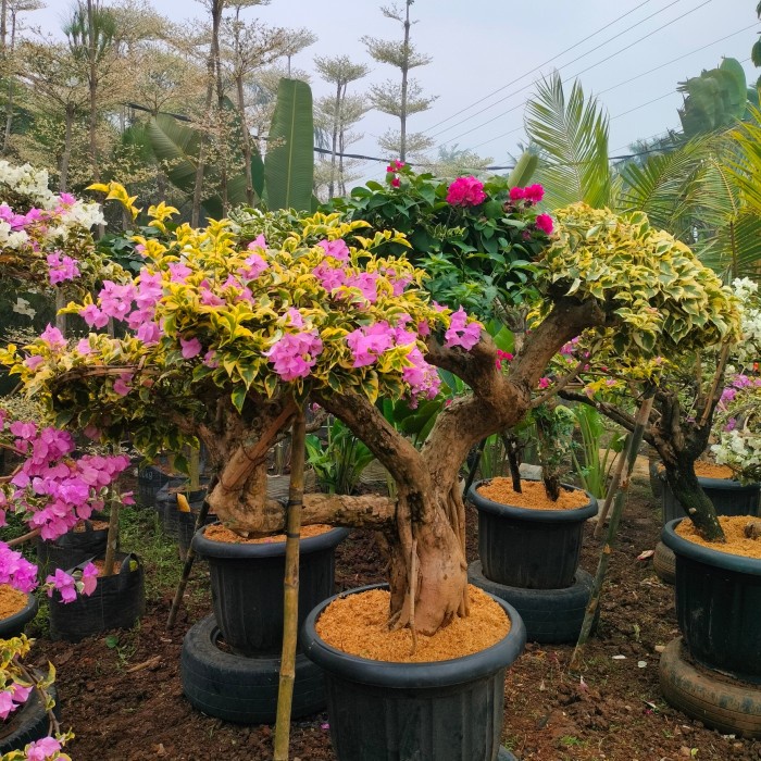 pohon bonsai bugenvil batang besar