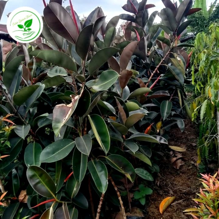PROMO tananaman karet kebo tinggi pohon 150cm