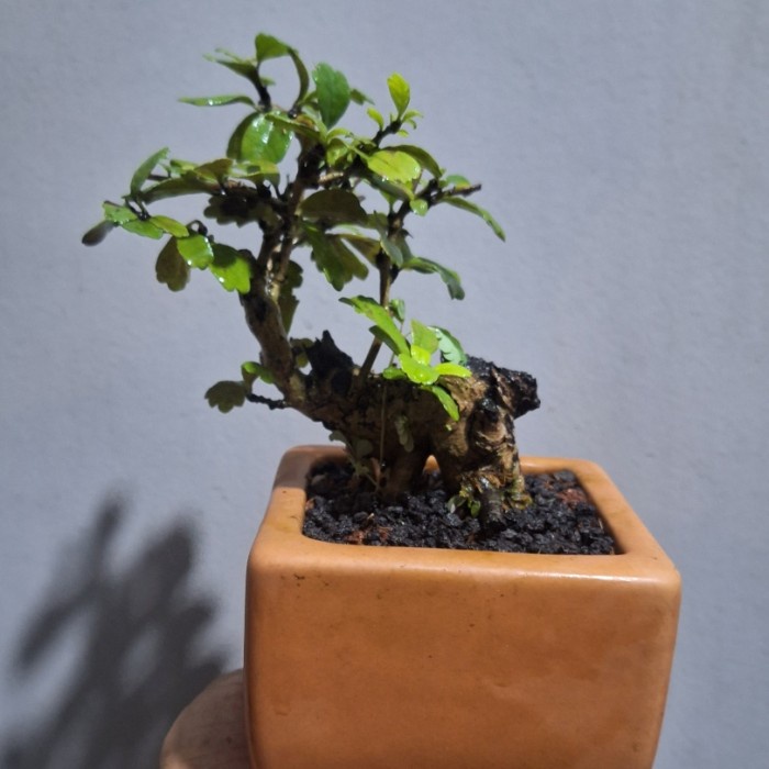 PROMO Bonsai Mame Hokiantea + Pot Keramik