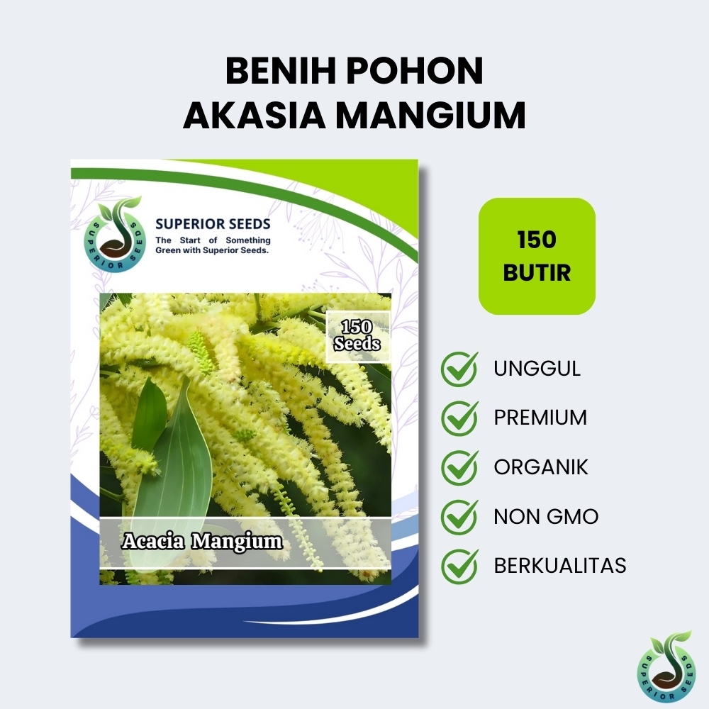 Biji Benih Pohon Akasia Mangium (Superior Seeds)