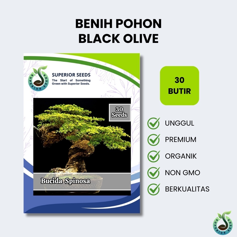 Biji Benih Bonsai Pohon Bucida Spinosa | Black Olive | Zaitun Hitam (Superior Seeds)