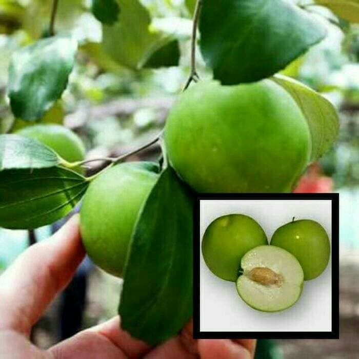 Bibit Tanaman Buah Apel Putsa/Apel India 40cm kondisi berbuah