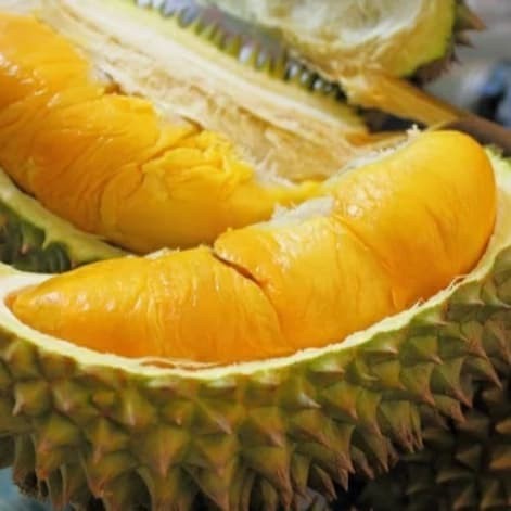 bibit tanaman buah durian monthong Thailand super PREMIUM
