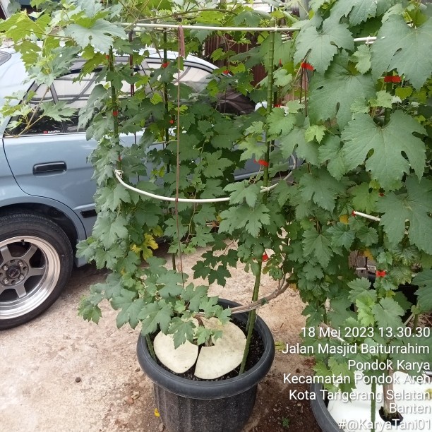 Pohon Anggur Berbuah import/Bibit Pohon Anggur Sudah Siap Buah PREMIUM