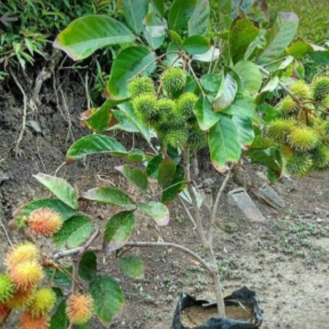 Bibit Tanaman Rambutan Binjai Sudah Berbuah/Berbunga-Bibit Buah PREMIUM