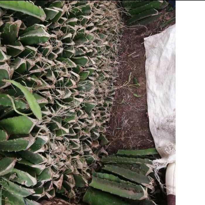 bibit stek buah naga kuning super/bibit stek buah naga kuning PREMIUM