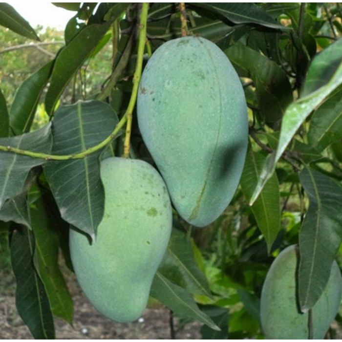 bibit pohon buah mangga harum unggul..mangga aru PREMIUM