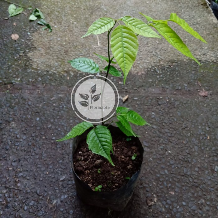 Bibit pohon kecapi / Tanaman buah kecapi PREMIUM