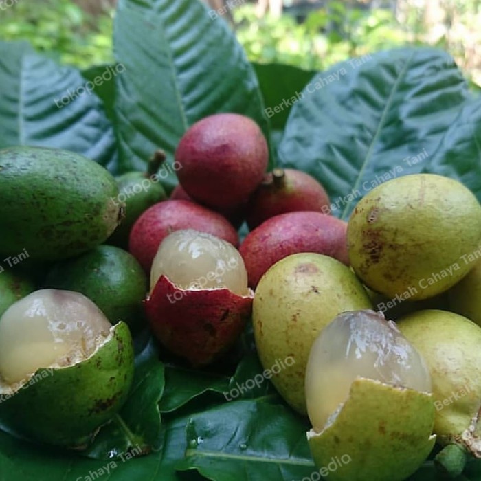 Bibit Tanaman Buah Matoa Merah Cangkok-Pohon Matoa Merah Hasil Cangkok PREMIUM