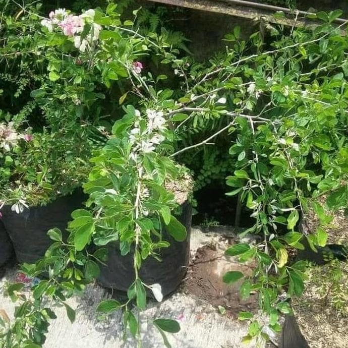 Asli Bibit Tanaman Buah Asam Belanda At Asam Keranji Kranji Asam PREMIUM