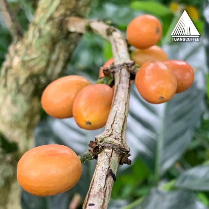 

Green Bean Yellow urra Natural Tuang Coffee Flores Manggarai Bebas Ongkir