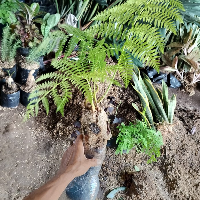 HOT SALE Pakis hutan pakis monyet tanaman hias/ pakis hutan ukuran remaja