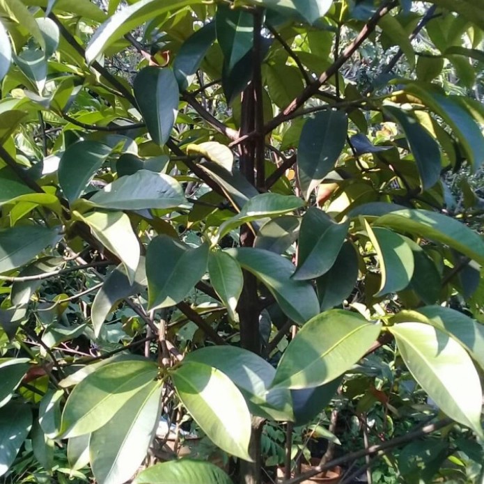 HOT SALE pohon buah manggis unggul tinggi 2 meter siap berbuah