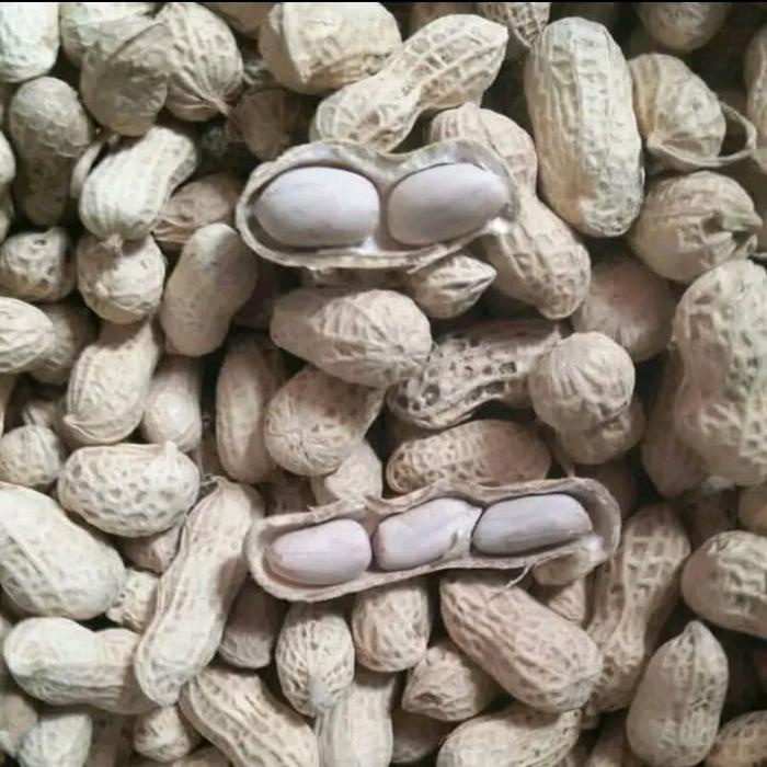 

terbaru !!! kacang kulit gurih kemasan 1000 gram ready