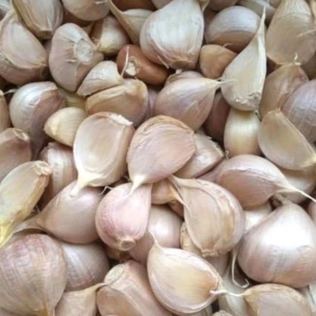 

NeW bawang putih kating