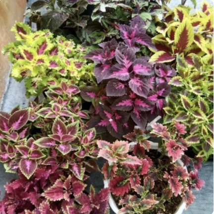 New Paket Tanaman Hias Miana Premium // Jawer Kotok // Coleus - 6 Tanaman Ready