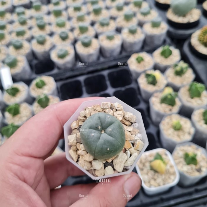 New Lophophora Williamsii - Bumi Kaktus Gurun Succulent Ready