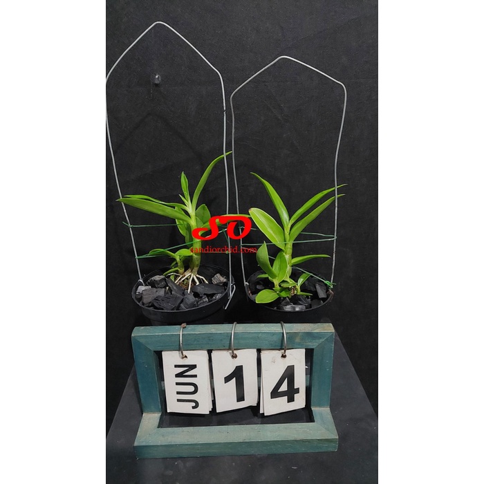 New [ Remaja ] Dendrobium Antennatum Ready