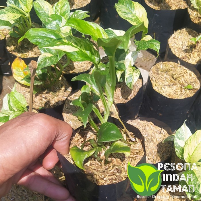 New Rhapidopora Puberula Variegata -Tanaman Hias Koleksi Puberula Varigata Ready