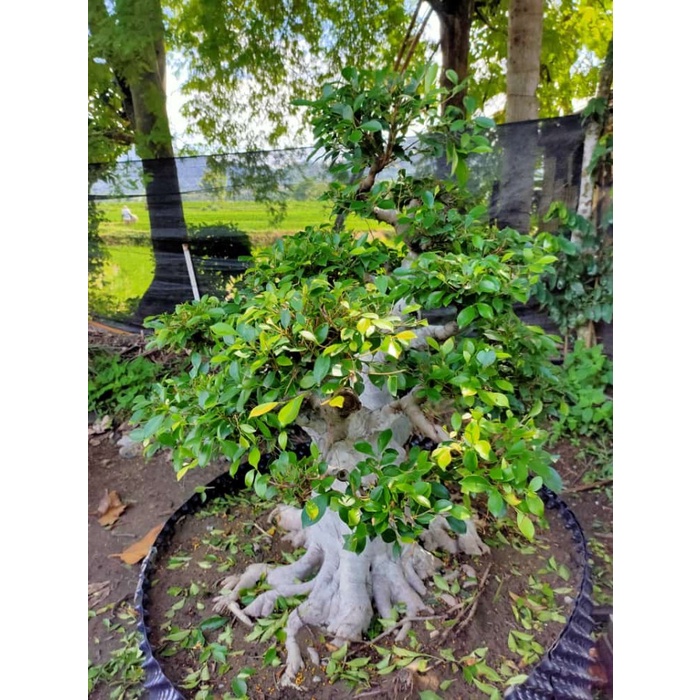 New Tanaman Bibit Bonsai Hidup/ Bonsai Ficus Bonsai Daun Jeruk Ready