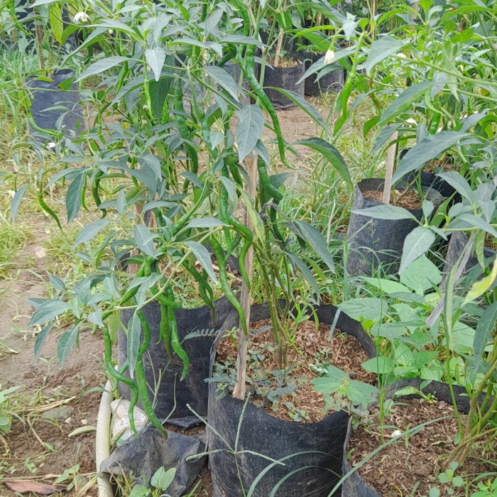 New Bibit Tanaman Cabe Merah Panjang Sudah Berbunga / Berbuah..Pohon Cabe Ready