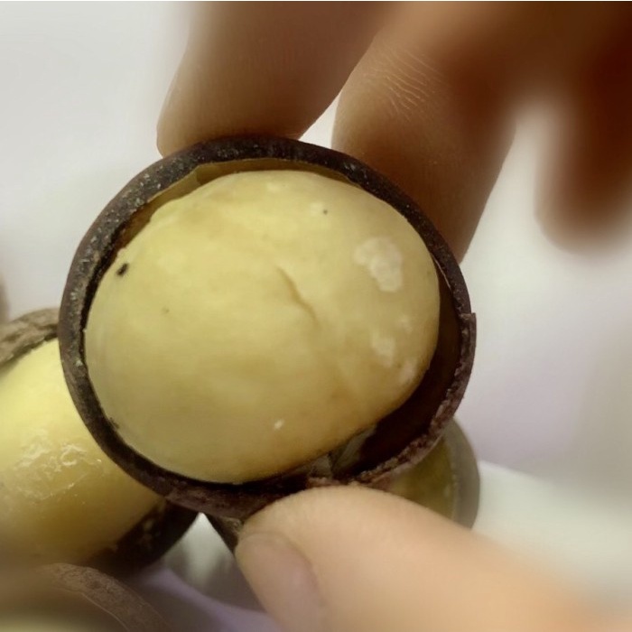 

Nuts in Shell Besar Panggang 1KG Kacang Macadamia Kulit