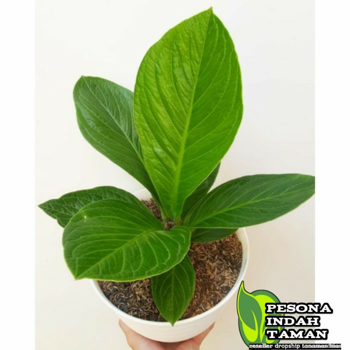 TERLARIS Anthurium jemani cobra - anthurium cobra