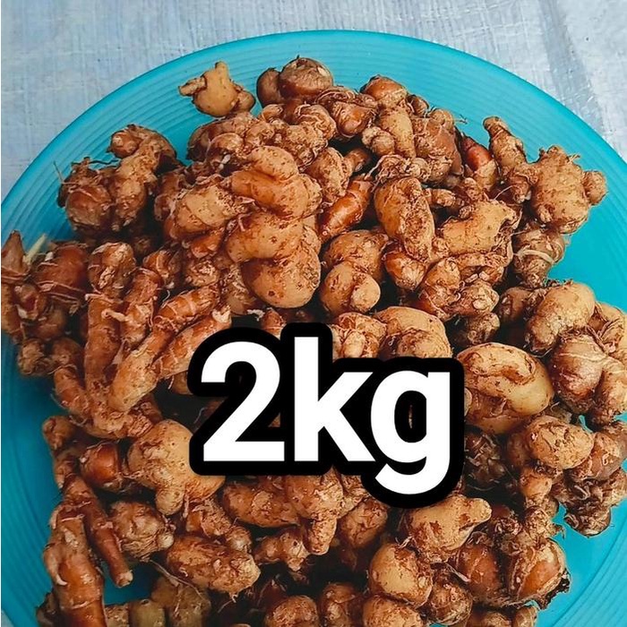 

2KG CIKURtuamuda BUMBU DAPUR pilihan Rempah Penyedap masakan kering atau basah