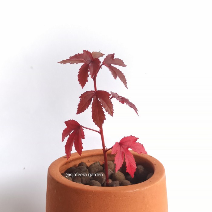 Pohon Javanese red maple