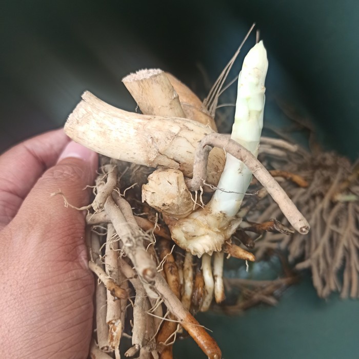 HOT SALE bonggol asparagus akar