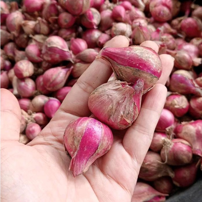 

Sale! 1Kg Bawang Merah Asli Probolinggo Ukuran Tanggung Campur