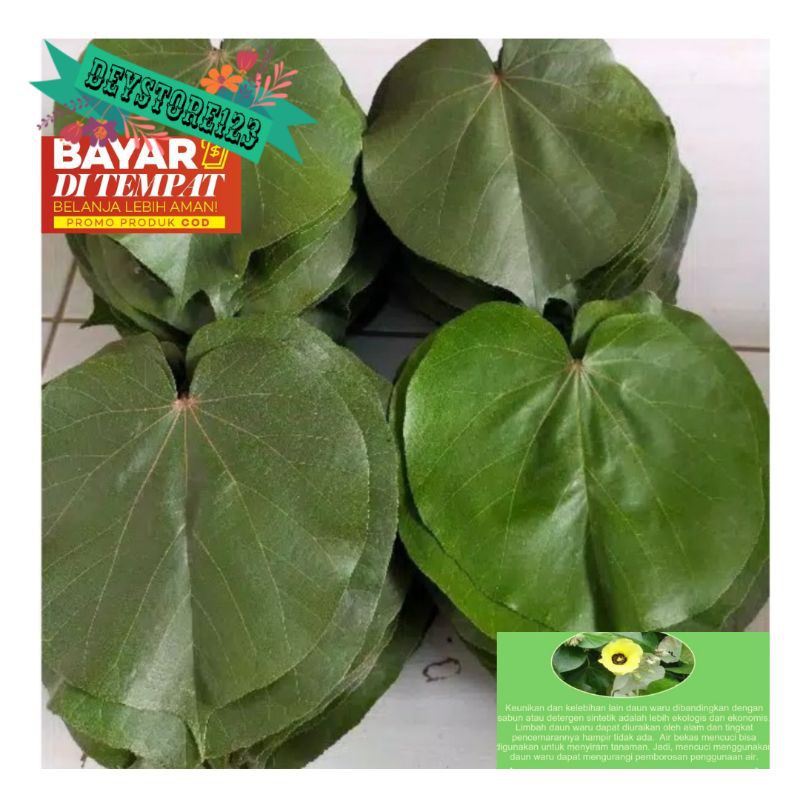 

DAUN WARU SEGAR 500 Gram