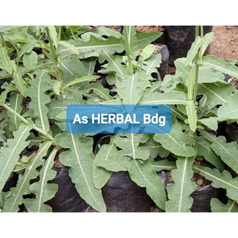 

Daun Tempuyung Segar 500 gram