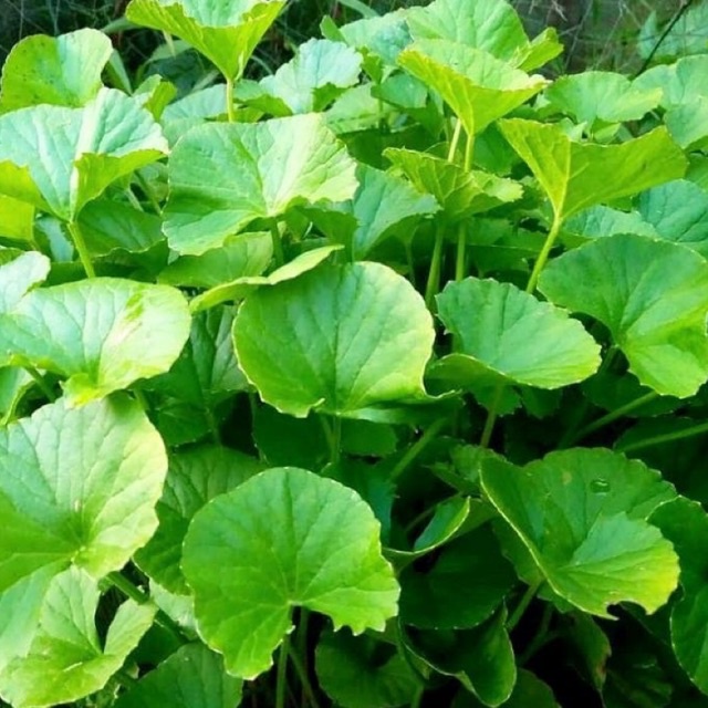 

daun pegagan merah /antanan lanang segar 1kg