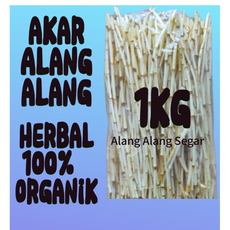 

Akar Alang Alang segar