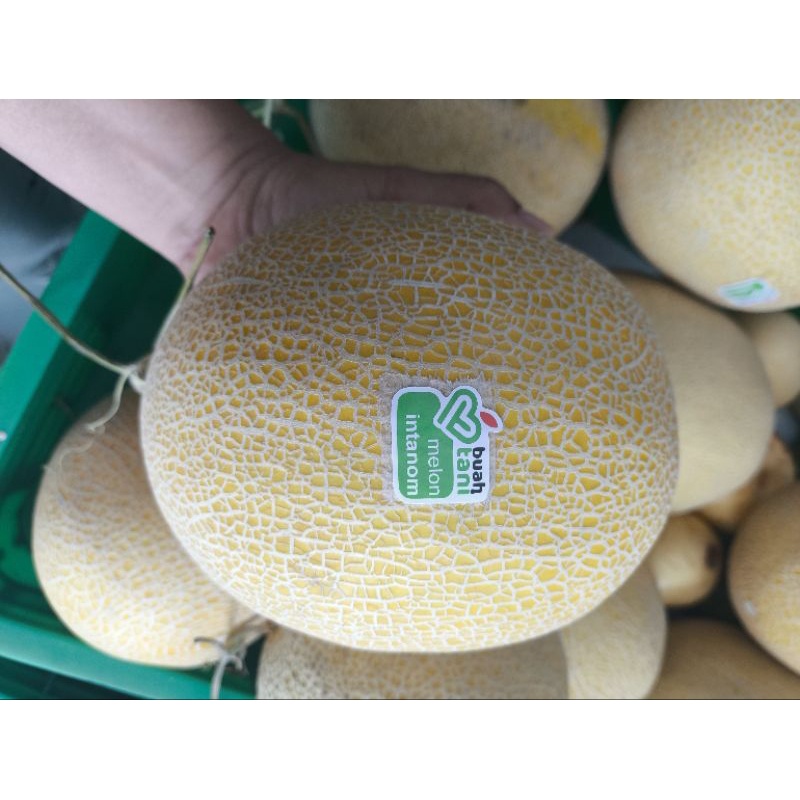 

Melon Premium Inthanon 1.5- 1.8 kg Melon Manis Lembut Beraroma