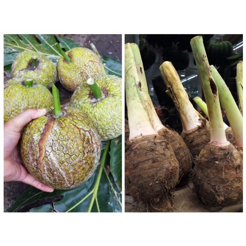 Talas Ketan Bogor Buah Sukun