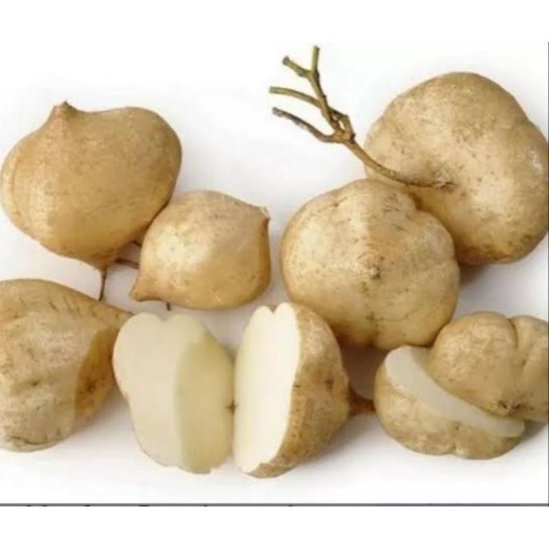 

bengkoang segar 1 kg