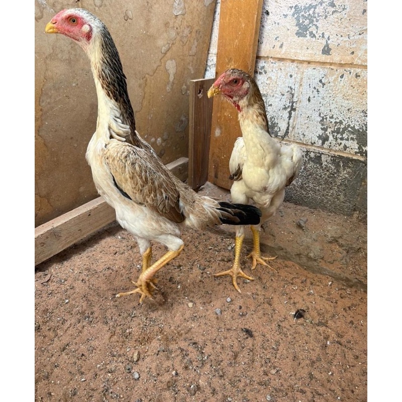 Telur Tetas Ayam Shamo Jepang Telur Fertil Ayam Shamo Jepang Original 100%