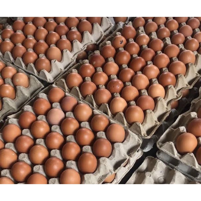 

Telur Ayam 1kg