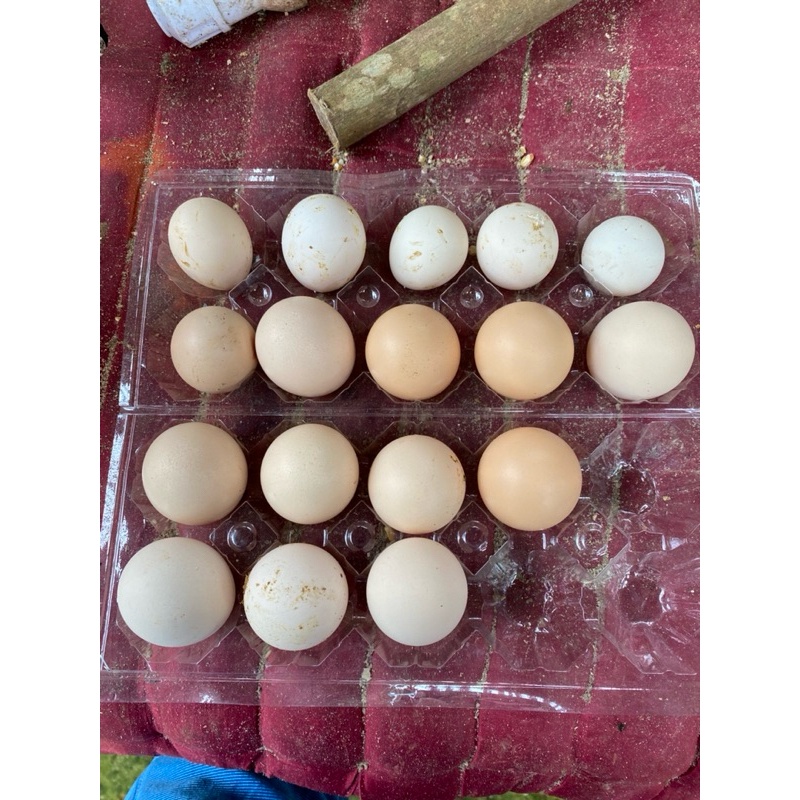 

Telur Tetas Telur Fertil Ayam Barred Rock/Ayam Playmount Rock