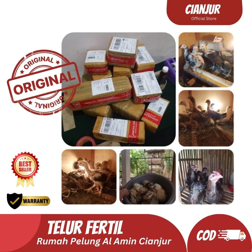 

Telur Ayam Pelung Pusaka Untuk Ditetaskan Fertil