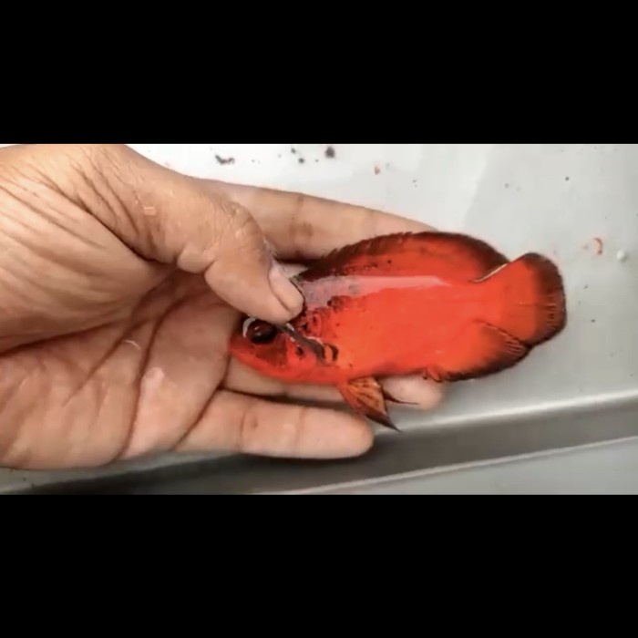 Oscar Red paris black impor thailand 10-12cm