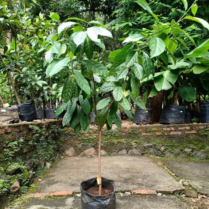 SALE Bibit tanaman menteng/Pohon buah menteng/Jumbo/Bencoy/Rambe/Rambai