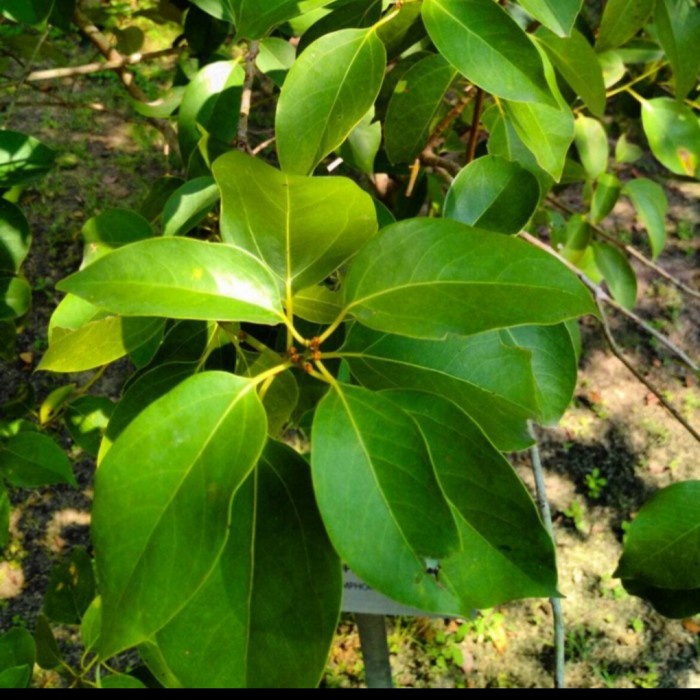 STOK TERBATAS bibit tanaman kayu kamper/pohon kayu kamper